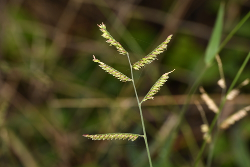 Urochloa trichopus observed 2026-07-07