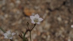 Saltugilia australis