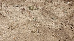 Saltugilia australis