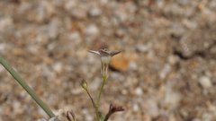 Saltugilia australis