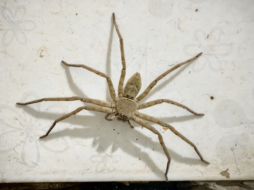 Pantropical Huntsman Spider