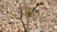 Saltugilia australis