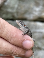 Tiny Eastern Fence Lizard braced on a fingertip above gray stone