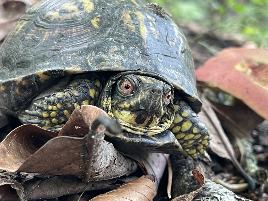 Eastern Box Turtle looking out from brown leaf litter