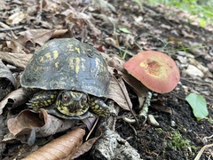 Eastern Box Turtle beside a red-capped bolete on a wooded slope