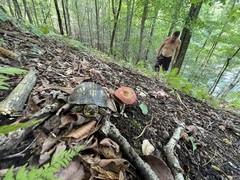 Wide view of the turtle, red-capped bolete, and steep wooded slope
