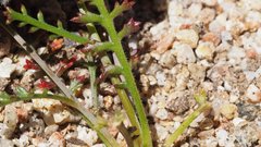 Saltugilia australis