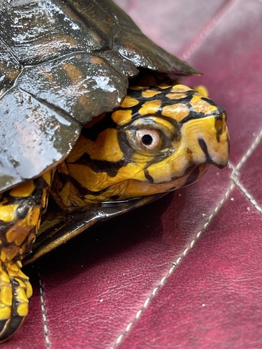 Wet Eastern Box Turtle peering from its dark olive shell, its face patterned in marigold yellow and black