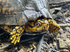 Wet Eastern Box Turtle portrait with yellow-and-black face and forelegs