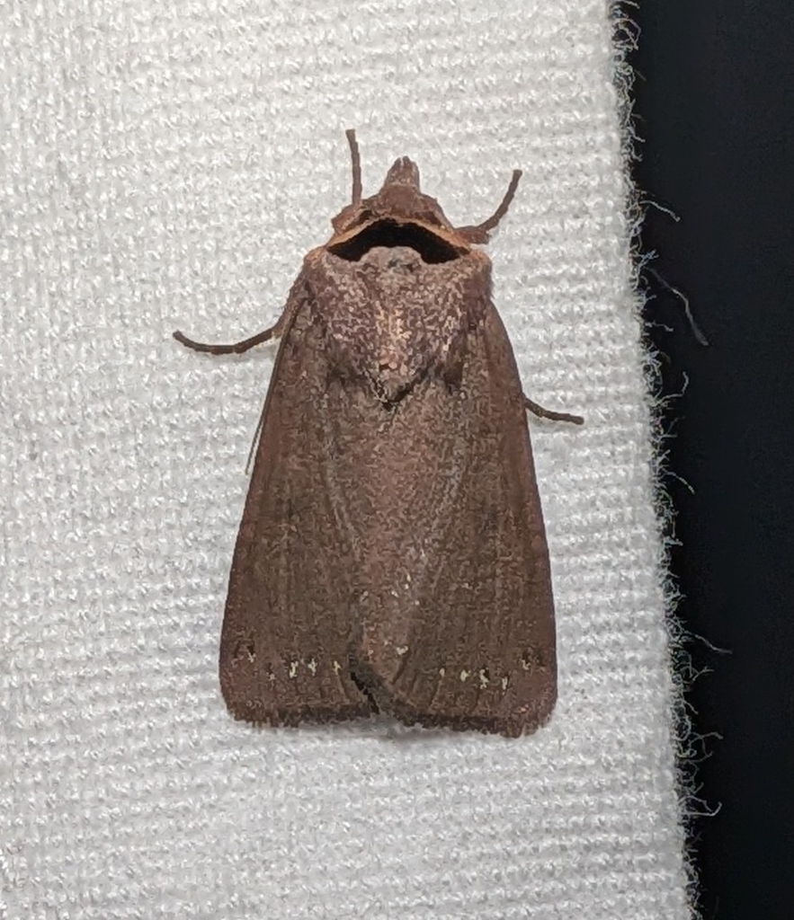 Adelphagrotis carissima