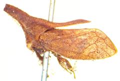 Lycoderides phasianus