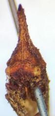 Lycoderides phasianus