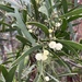 Acacia melanoxylon