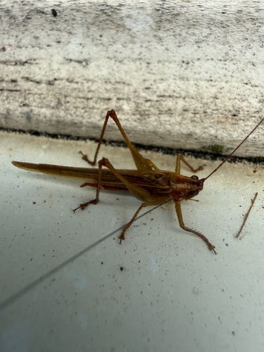 Long-tailed Meadow Katydid photo 4