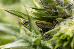 Lixus filiformis