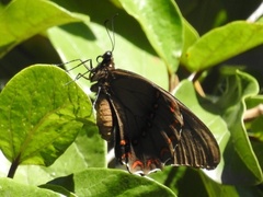 Papilio menatius victorinus
