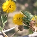Acacia farnesiana