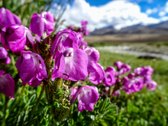 Pedicularis rhinanthoides