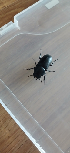 Dorcus rubrofemoratus chenpengi
