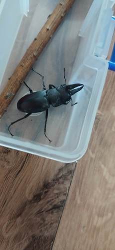 Prosopocoilus inclinatus inclinatus