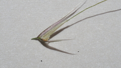 Nassella lepida