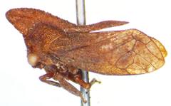 Lycoderes