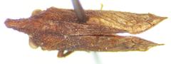 Lycoderes