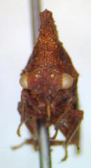 Lycoderes