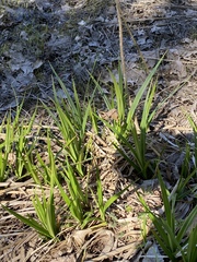 Carex lacustris