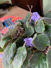 Streptocarpus ionanthus