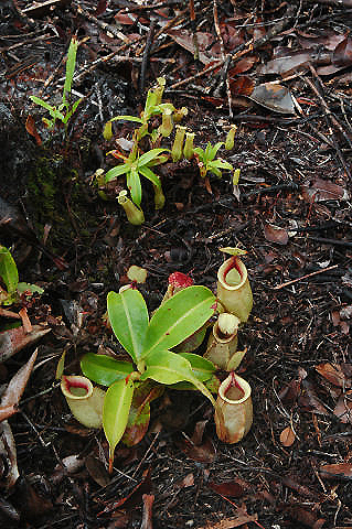 Nepenthes X hookeriana