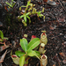 Nepenthes × hookeriana - Photo en:User:Rbrtjong, sin restricciones conocidas de derechos (dominio publico)