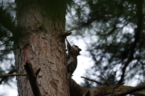 Siberian Flying Squirrel