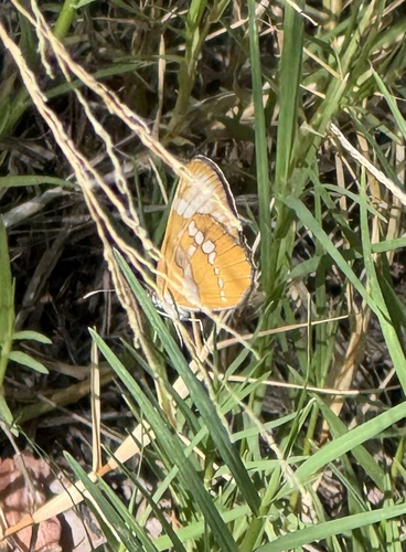 Common Mestra