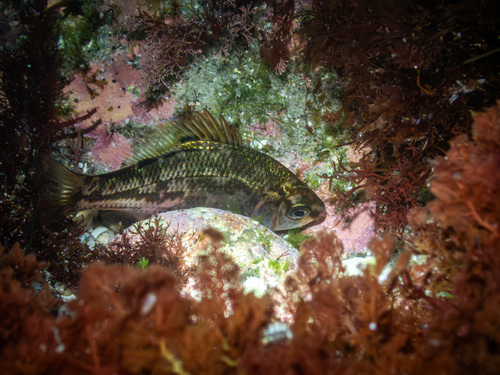 Dwarf surfperch (Micrometrus minimus) — Embiotocidae