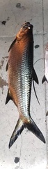 Megalops atlanticus