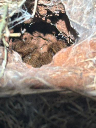 Texas Brown Tarantula