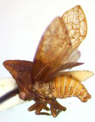 Lycoderes