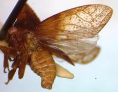 Lycoderes
