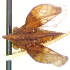 Lycoderes