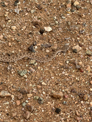 Prairie Rattlesnake