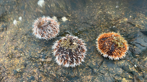 Collector Urchin