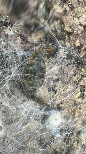 Thranita prymna