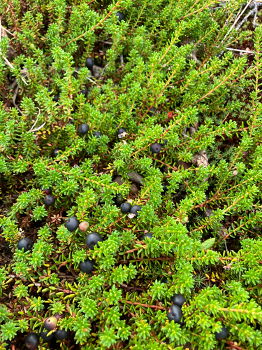 black crowberry