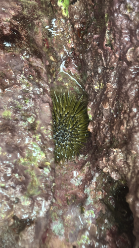 Indo-Pacific Rock-boring Urchin