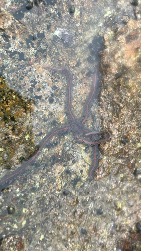 Chain-link Brittle Star