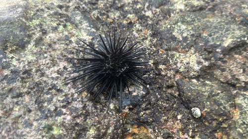pot-hole urchin