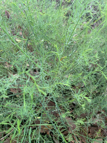 Leschenaultia linarioides, photograph 5