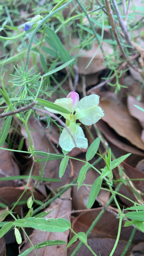 Leschenaultia linarioides, photograph 4