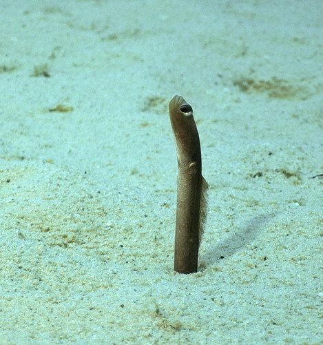 Photo of Atlantic garden eel (Heteroconger longissimus)